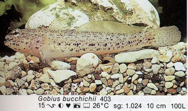 Gobius bucchichii